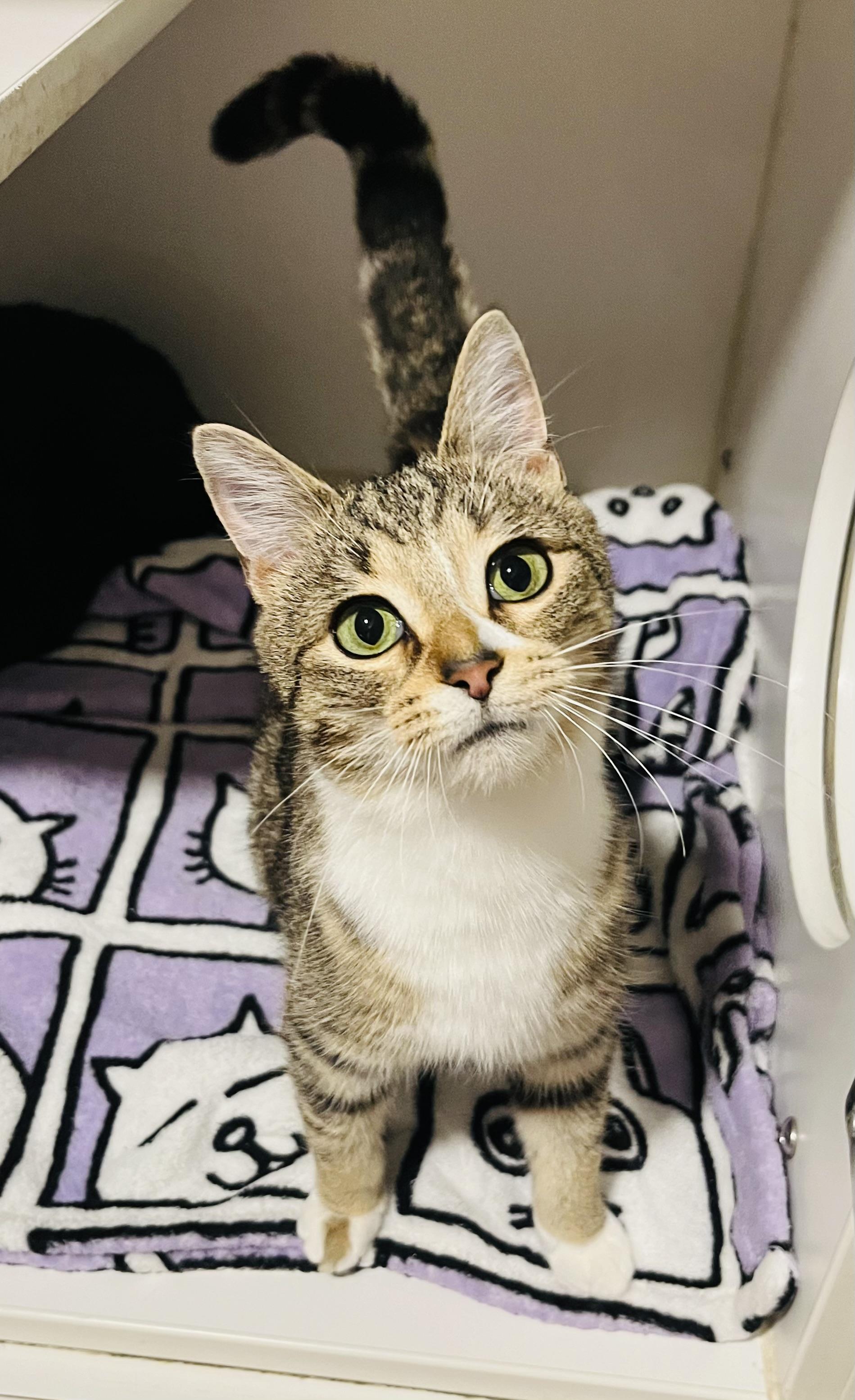 Tigger, ADOPTABLE, Kitten Female Domestic Short Hair.