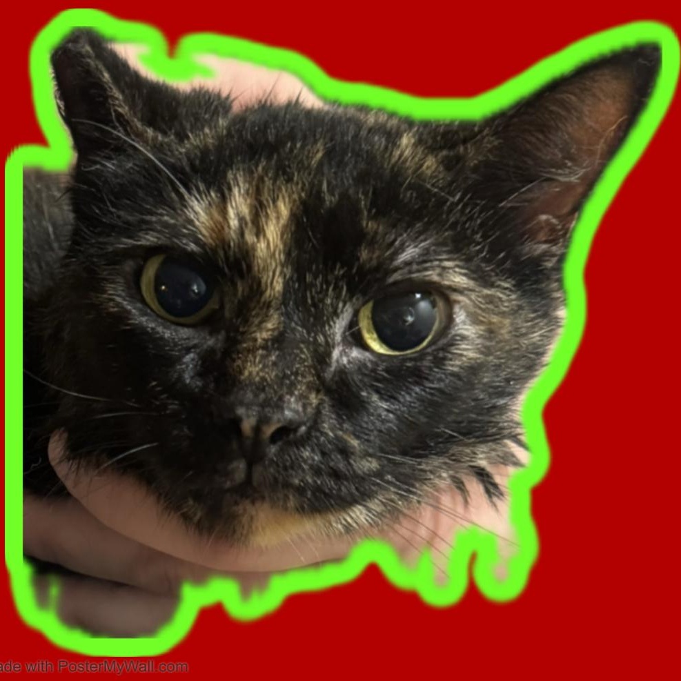Enlarge Gloria, an adopted mixed breed in Eugene, OR image 1/6