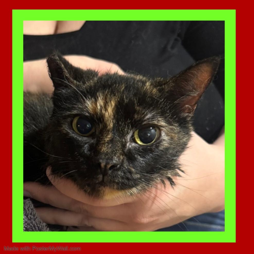 Enlarge Gloria, an adopted mixed breed in Eugene, OR image 3/6