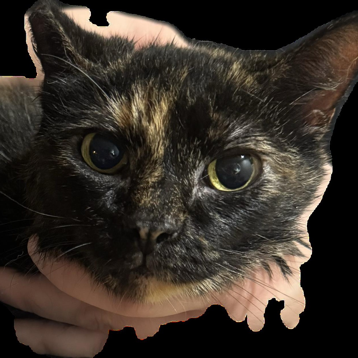 Enlarge Gloria, an adopted mixed breed in Eugene, OR image 2/6