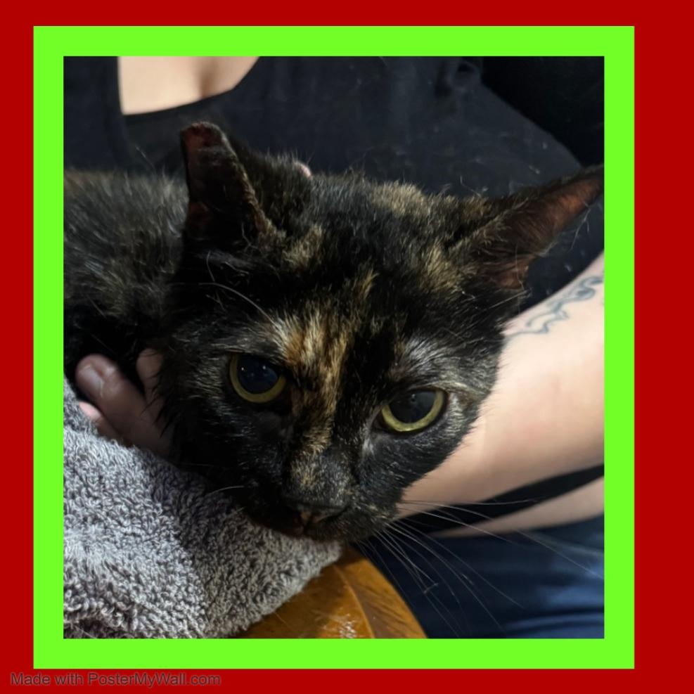 Enlarge Gloria, an adopted mixed breed in Eugene, OR image 6/6
