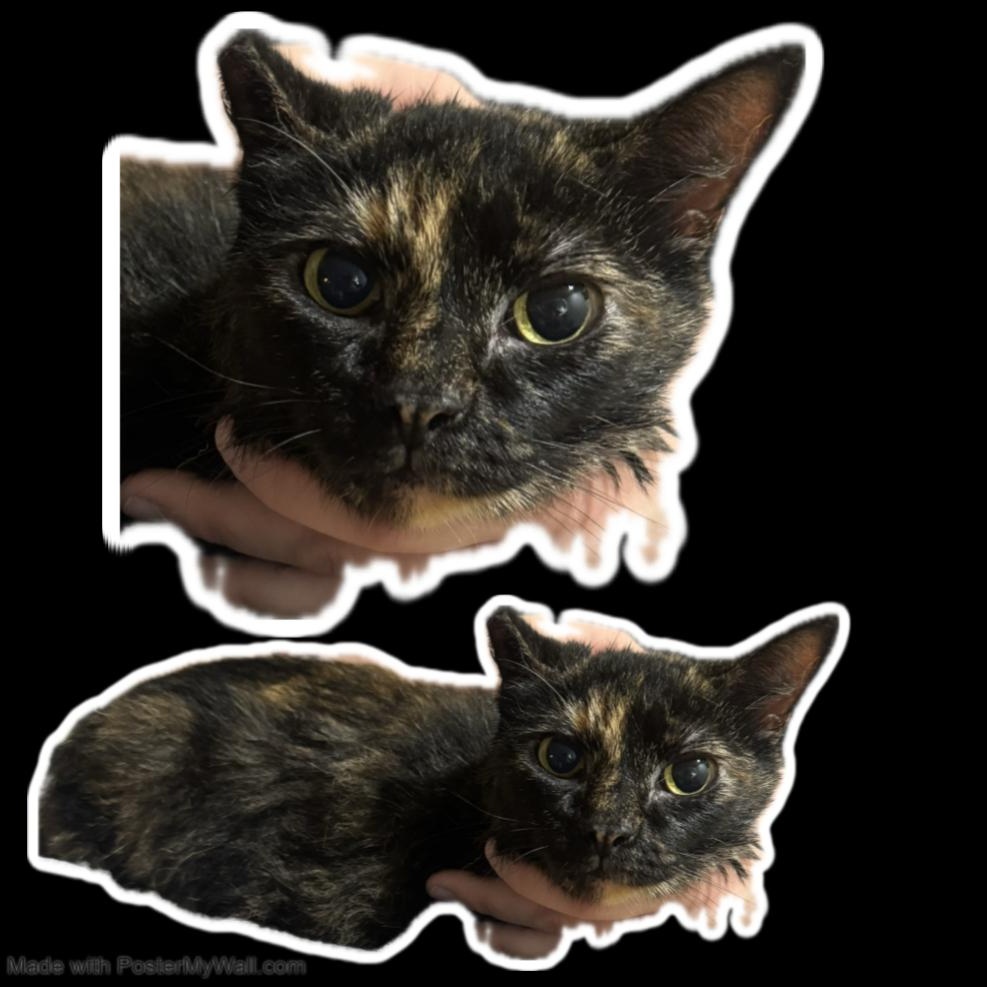 Enlarge Gloria, an adopted mixed breed in Eugene, OR image 5/6