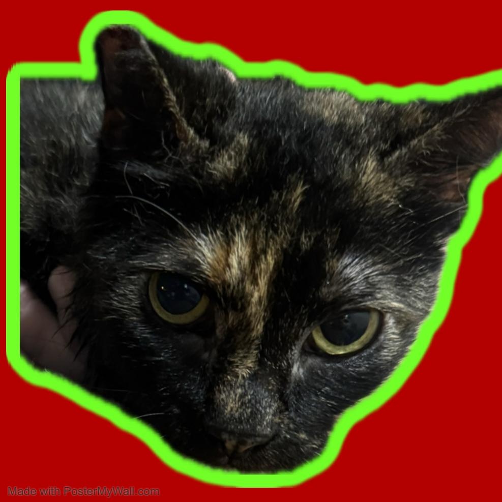 Enlarge Gloria, an adopted mixed breed in Eugene, OR image 4/6