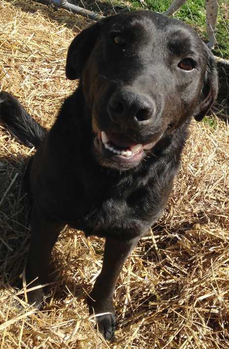 Braum, Adopted, Young Male Labrador Retriever.