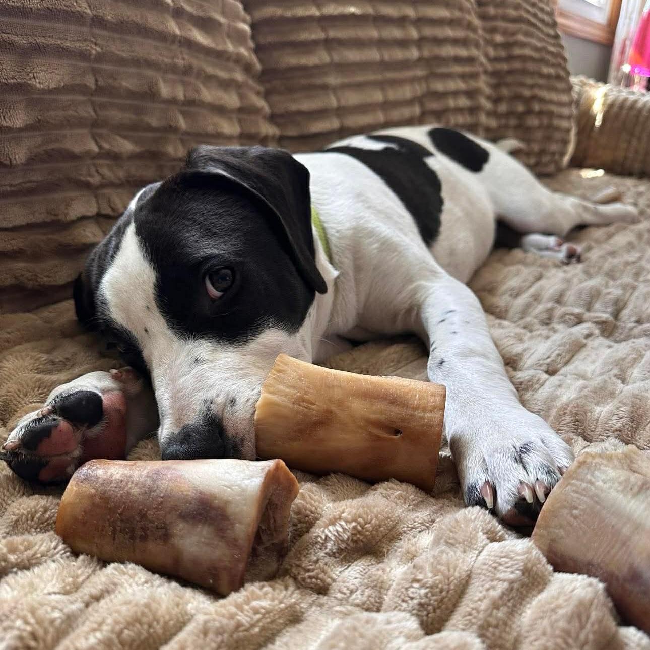 Poblano, adopted, Young Male Hound.