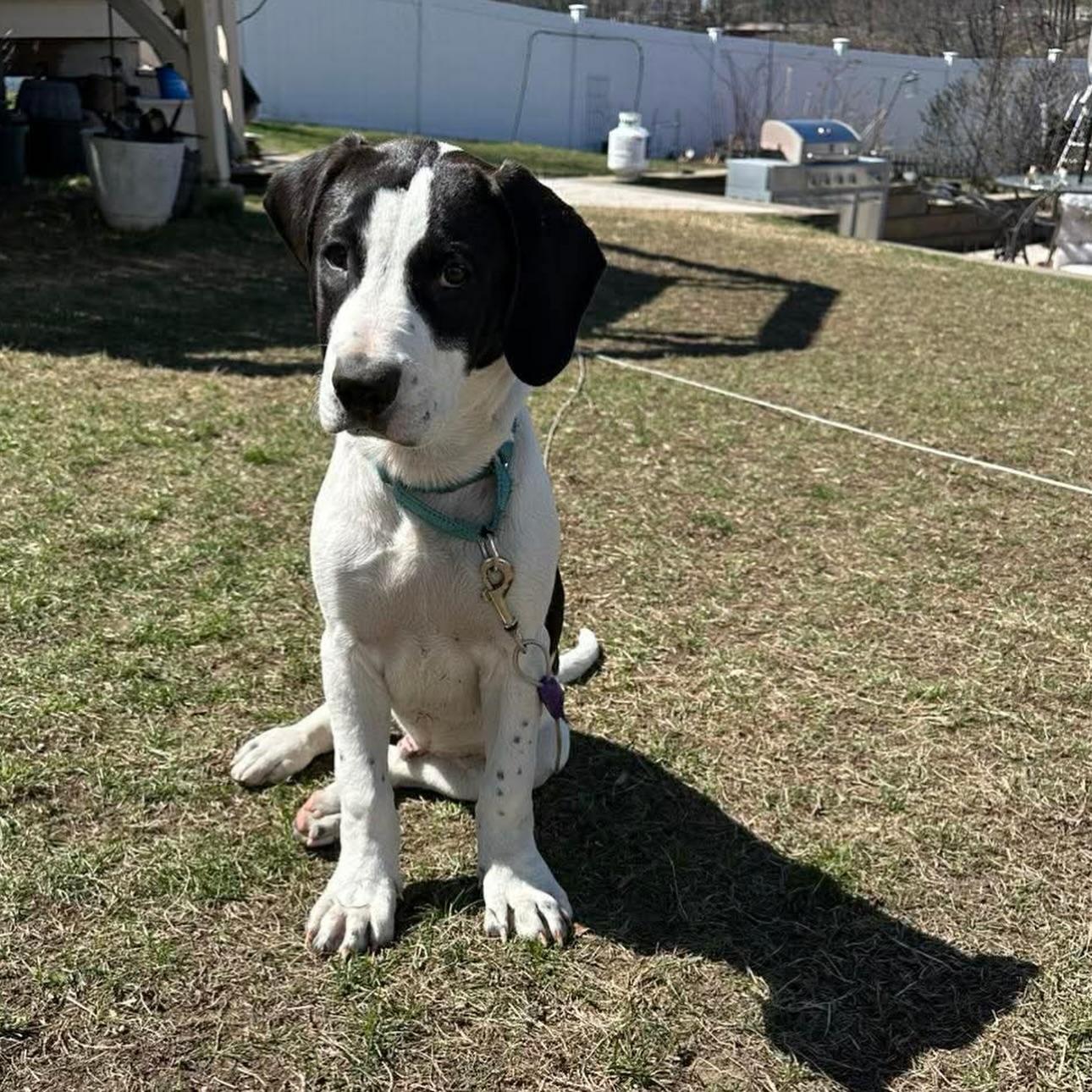 Poblano, an adopted mixed breed in Salem, NH image 4/4