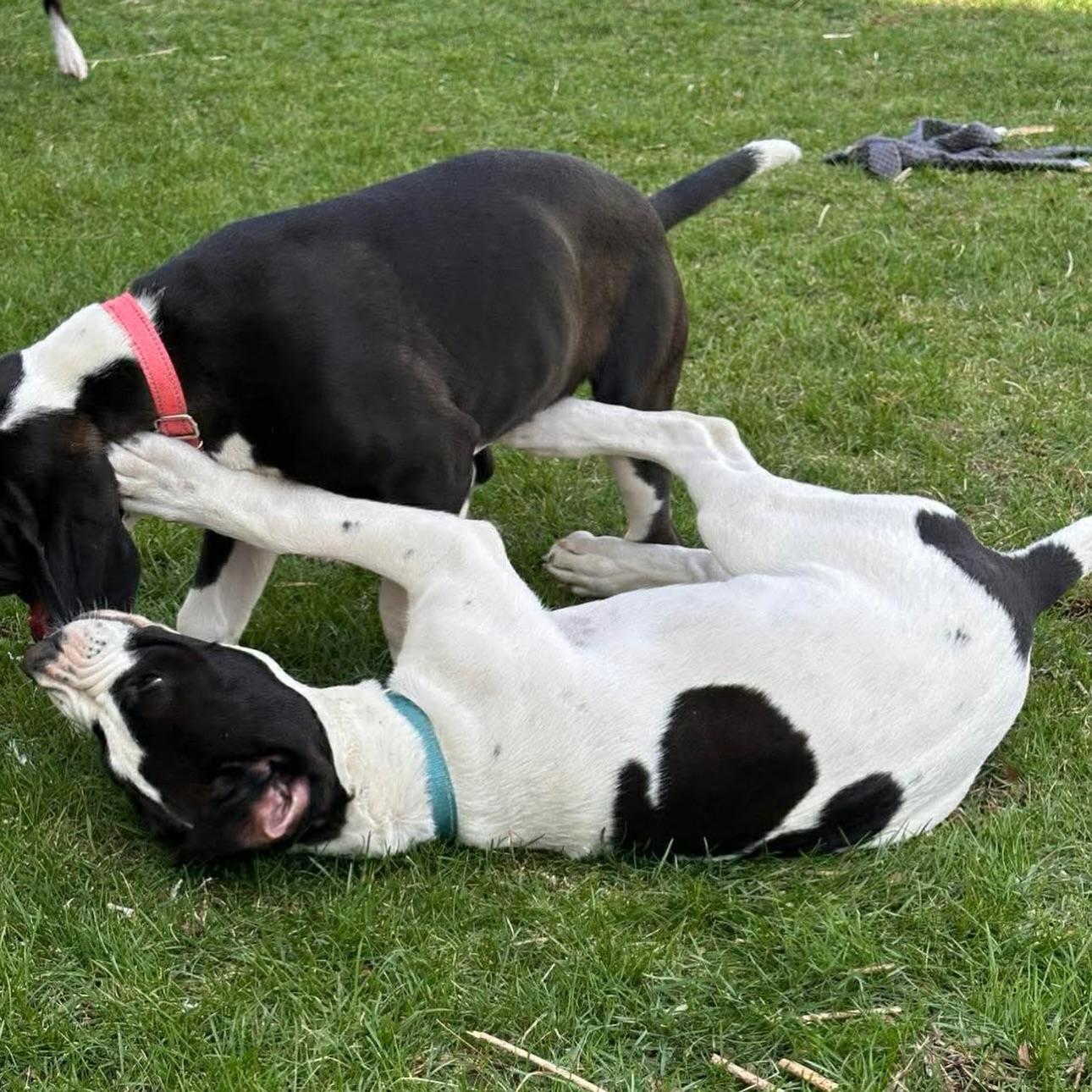 Poblano, an adopted mixed breed in Salem, NH image 3/4