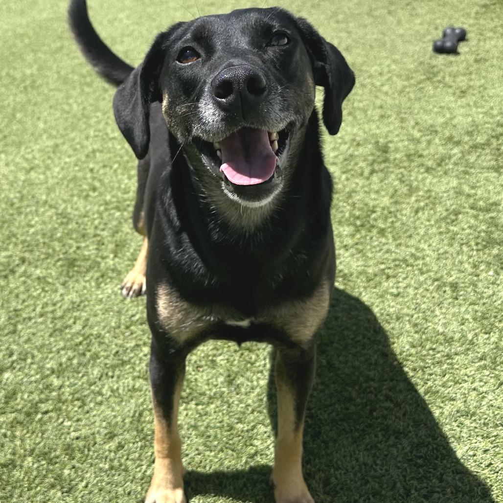 Enlarge Maggie, a Adoptable mixed breed in Mobile, AL image 1/6