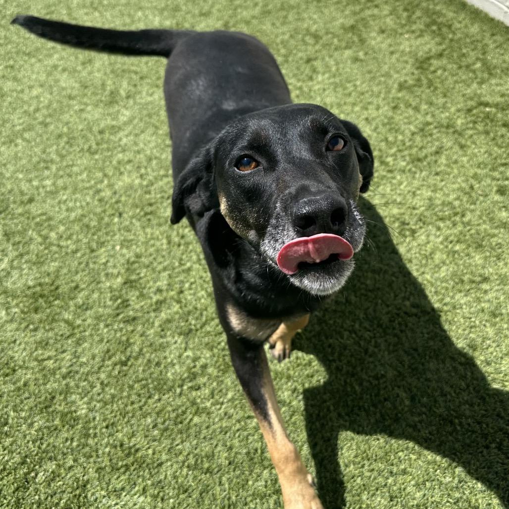 Enlarge Maggie, a Adoptable mixed breed in Mobile, AL image 2/6