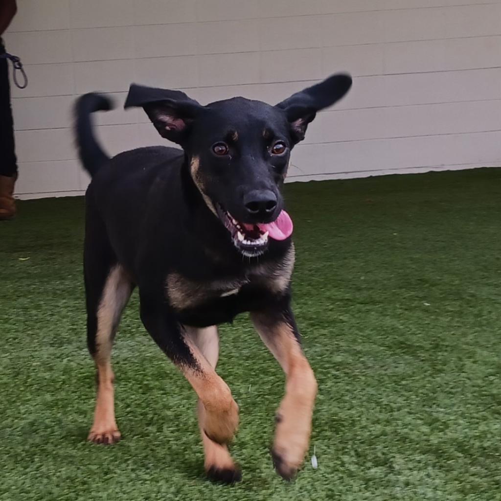 Enlarge Maggie, a Adoptable mixed breed in Mobile, AL image 3/6