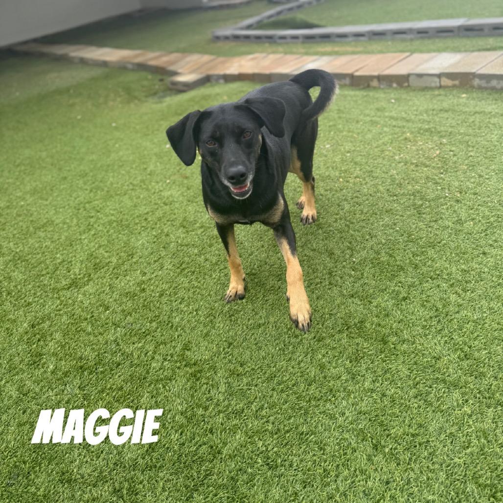 Enlarge Maggie, a Adoptable mixed breed in Mobile, AL image 4/6