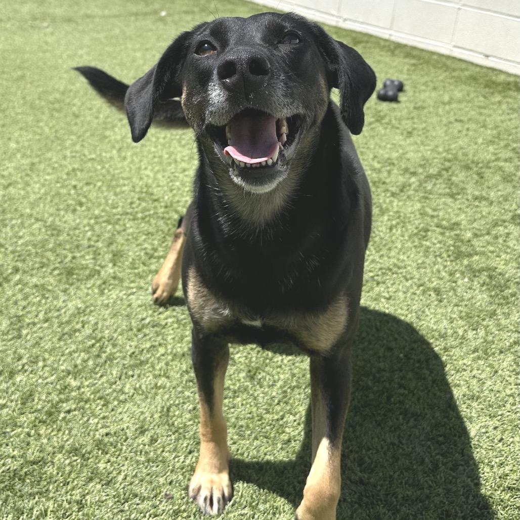 Enlarge Maggie, a Adoptable mixed breed in Mobile, AL image 6/6