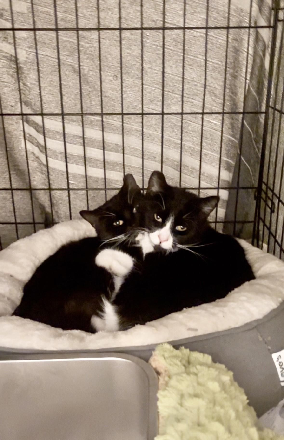 Penny and Polly, ADOPTABLE, Adult Female Domestic Short Hair.