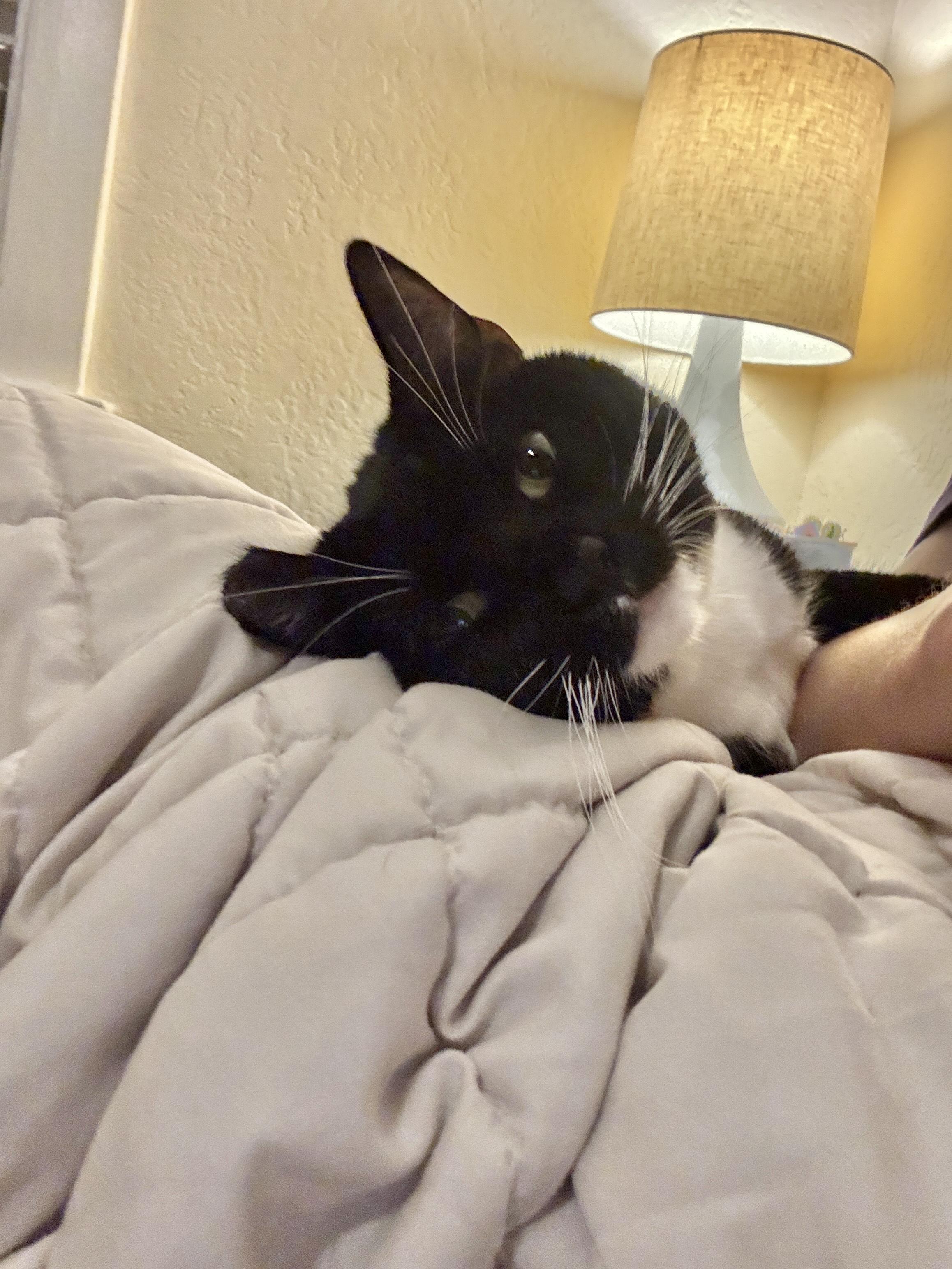 Enlarge Penny and Polly, a ADOPTABLE Domestic Short Hair in Oakland, CA image 5/6