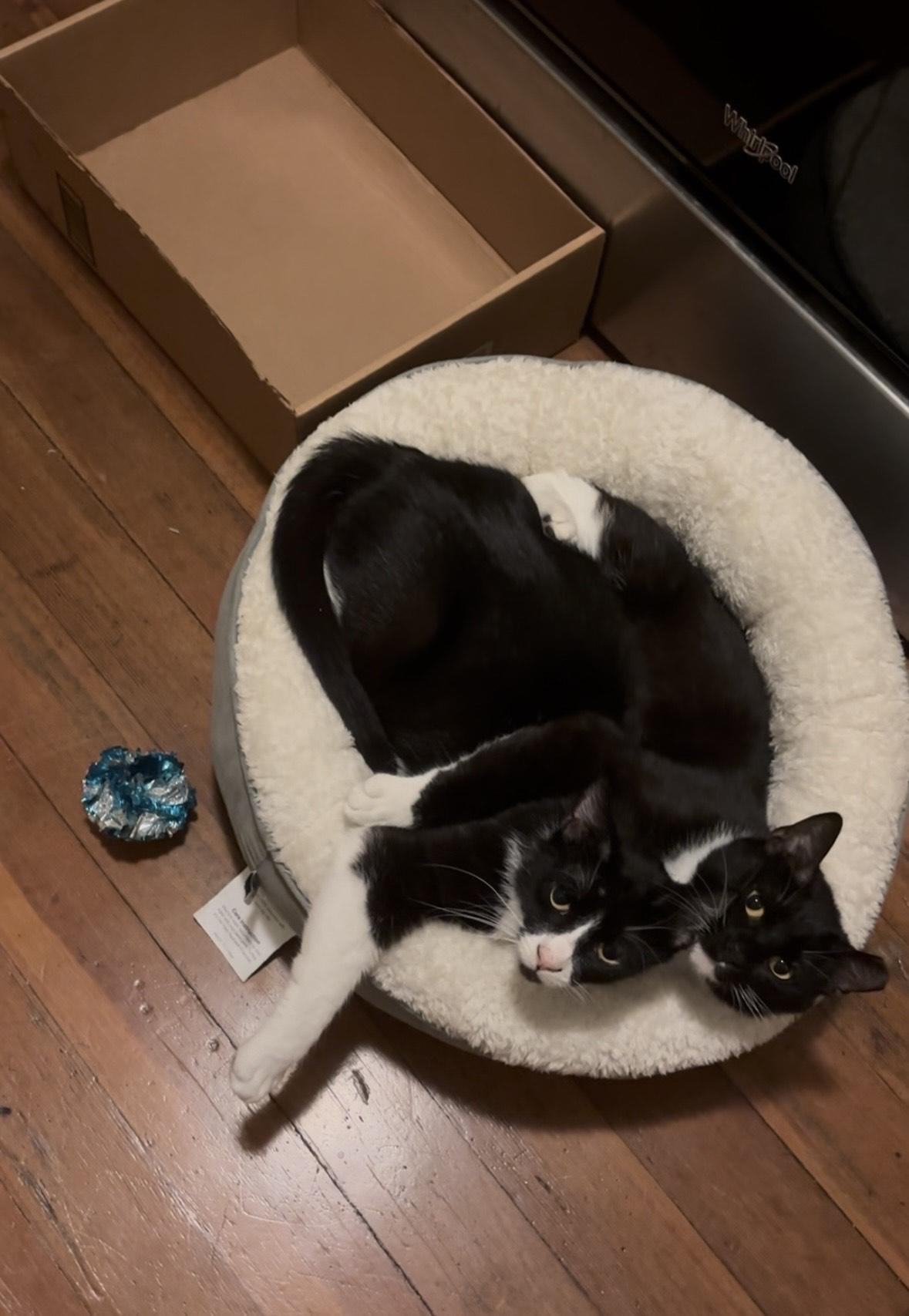 Enlarge Penny and Polly, a ADOPTABLE Domestic Short Hair in Oakland, CA image 6/6