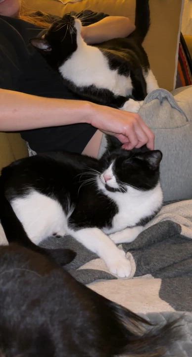 Enlarge Penny and Polly, a ADOPTABLE Domestic Short Hair in Oakland, CA video 2/6