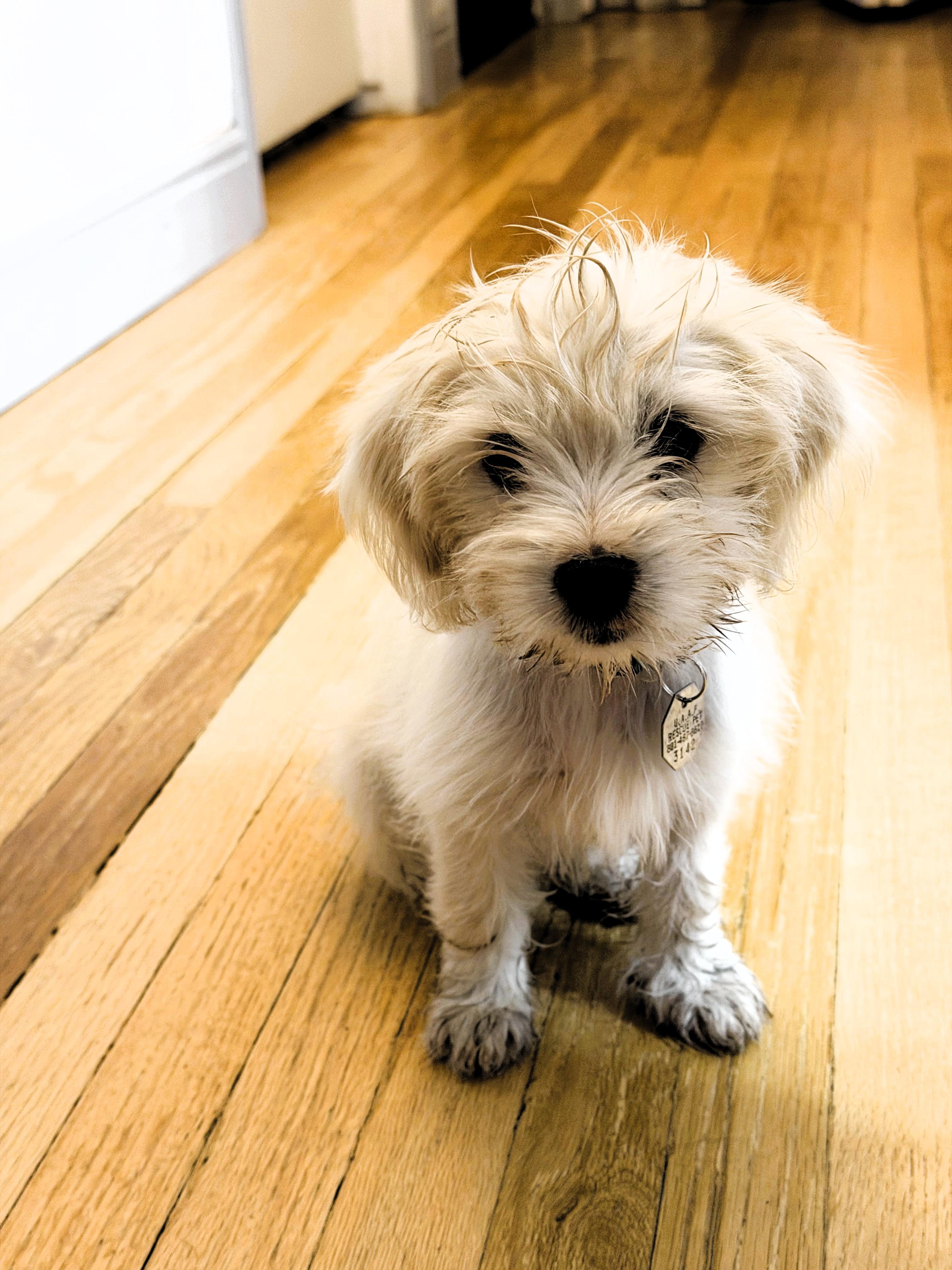 Enlarge Zeke, a Adoptable Terrier in Salt Lake City, UT image 3/6