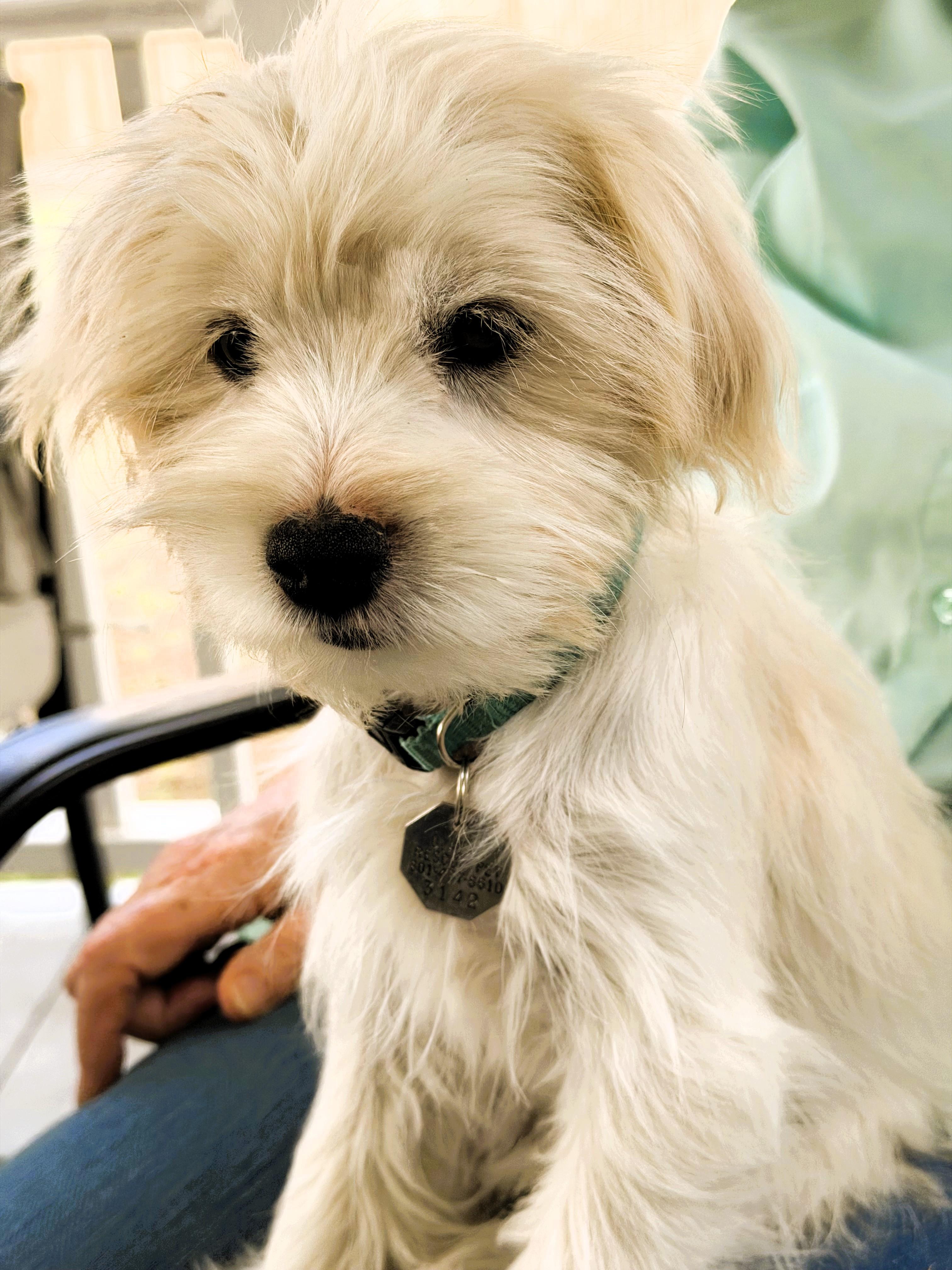 Enlarge Zeke, a Adoptable Terrier in Salt Lake City, UT image 2/6