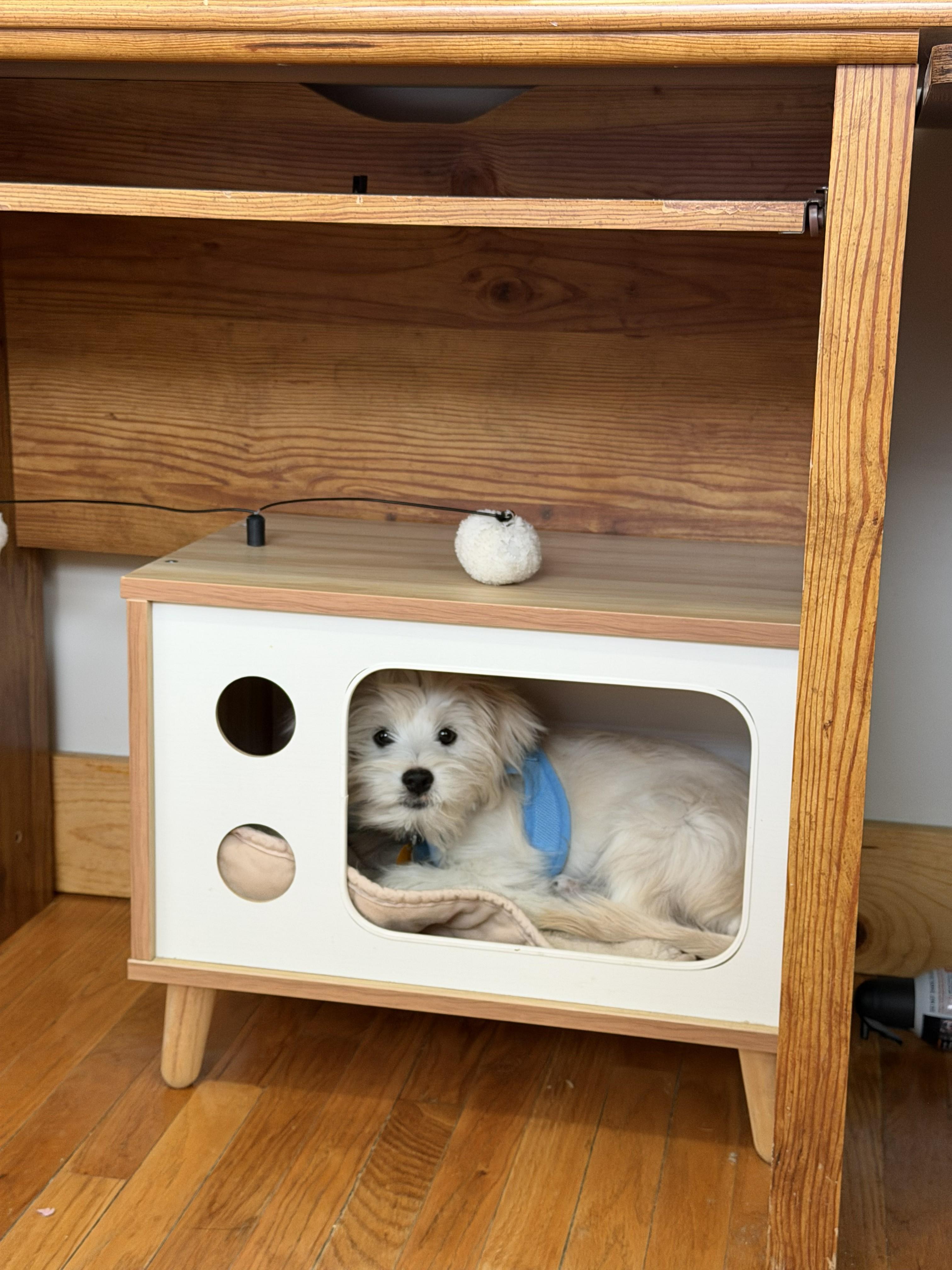Enlarge Zeke, a Adoptable Terrier in Salt Lake City, UT image 5/6