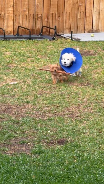 Enlarge Zeke, a Adoptable Terrier in Salt Lake City, UT video 6/6