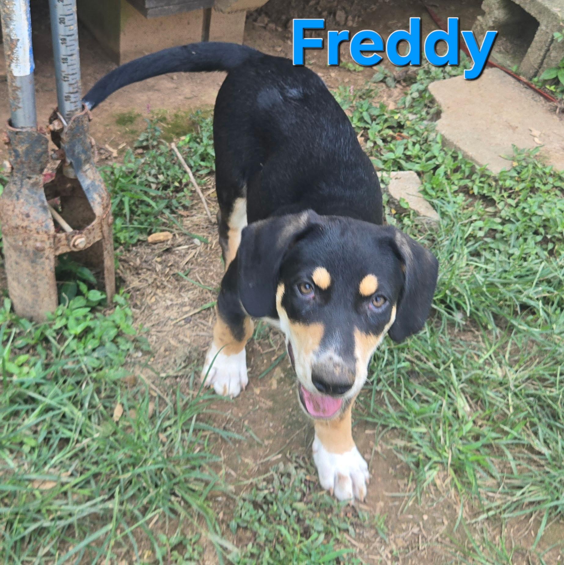 Enlarge Freddy, a Adoptable mixed breed in Newfoundland, NJ image 1/1