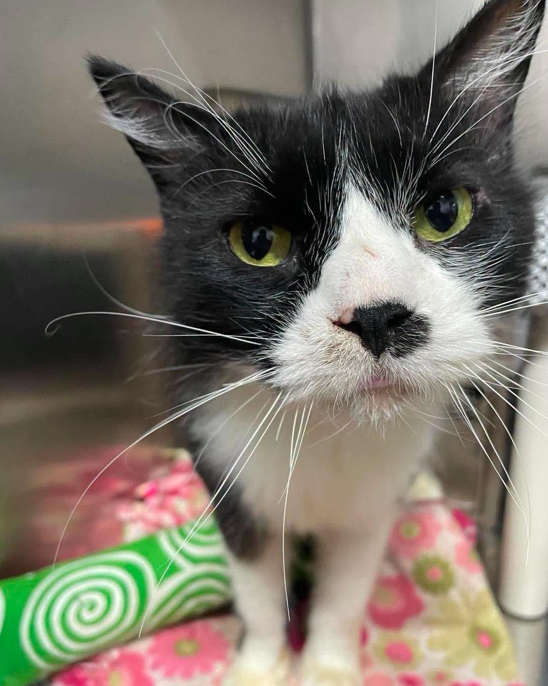 Mr Kitty, Adoptable, Senior Male Domestic Medium Hair.