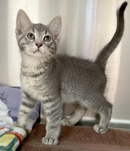 Earl, Adoptable, Kitten Male Domestic Short Hair.