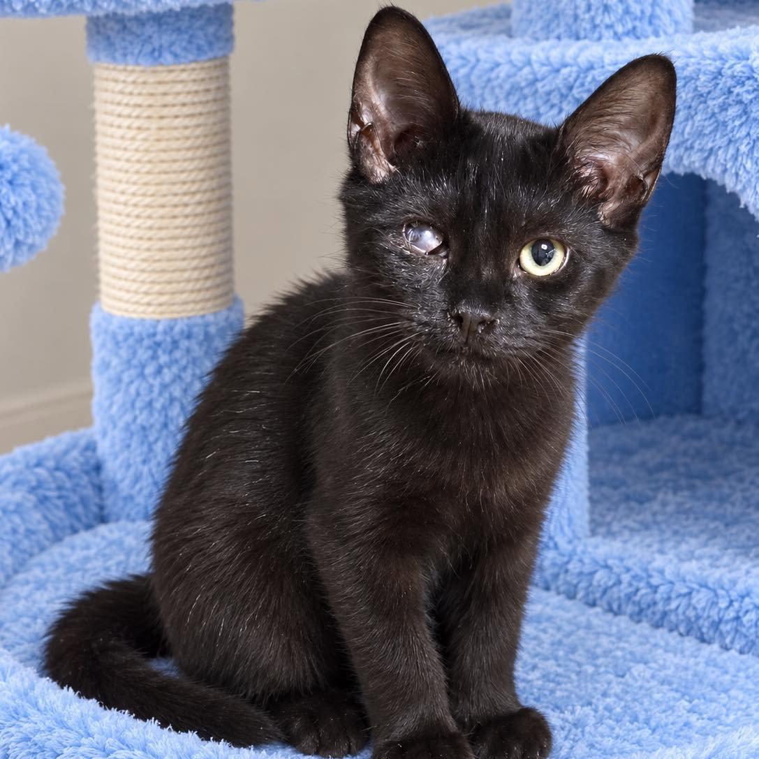 Enlarge Dak, a Adoptable Domestic Short Hair in Grand Bay, AL image 1/2