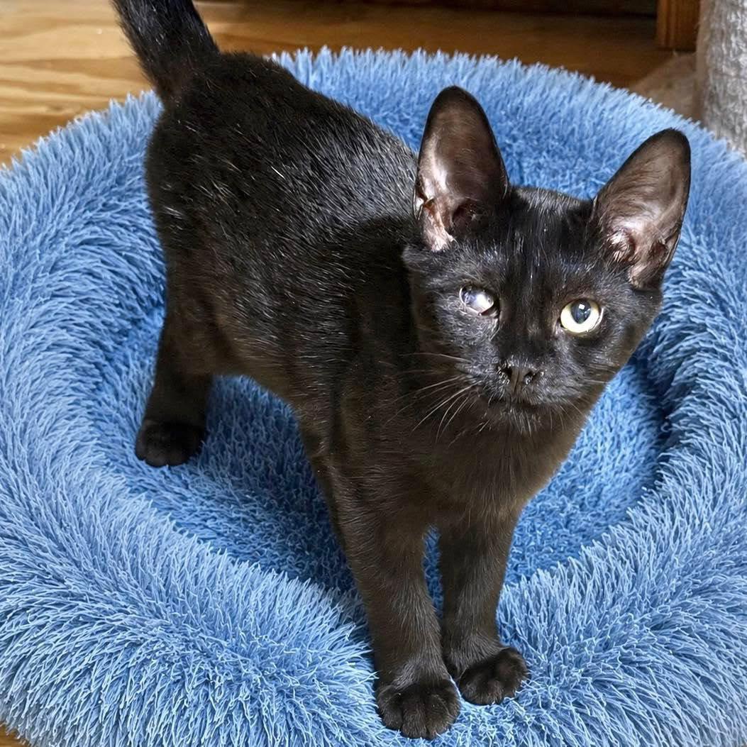 Enlarge Dak, a Adoptable Domestic Short Hair in Grand Bay, AL image 2/2