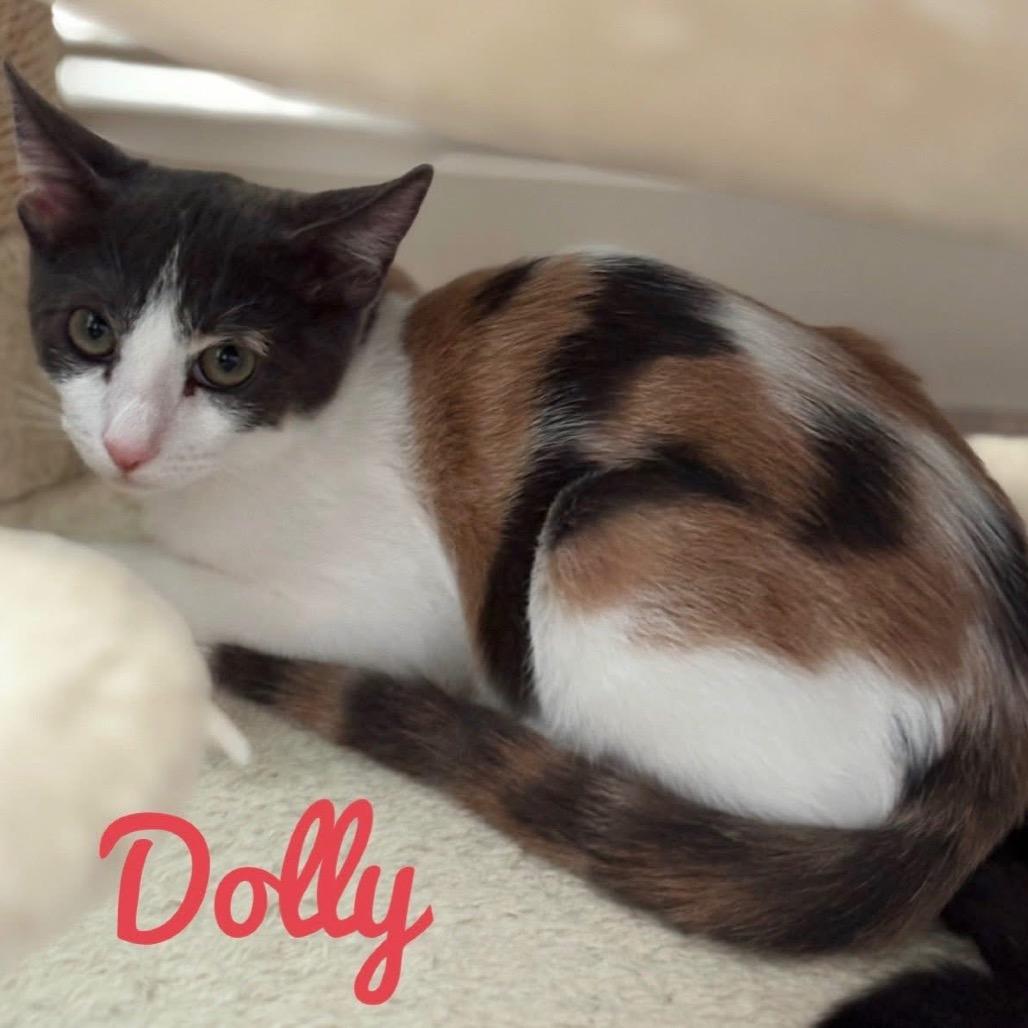Enlarge Dolly, a Adoptable Domestic Short Hair in Tustin, CA image 1/1
