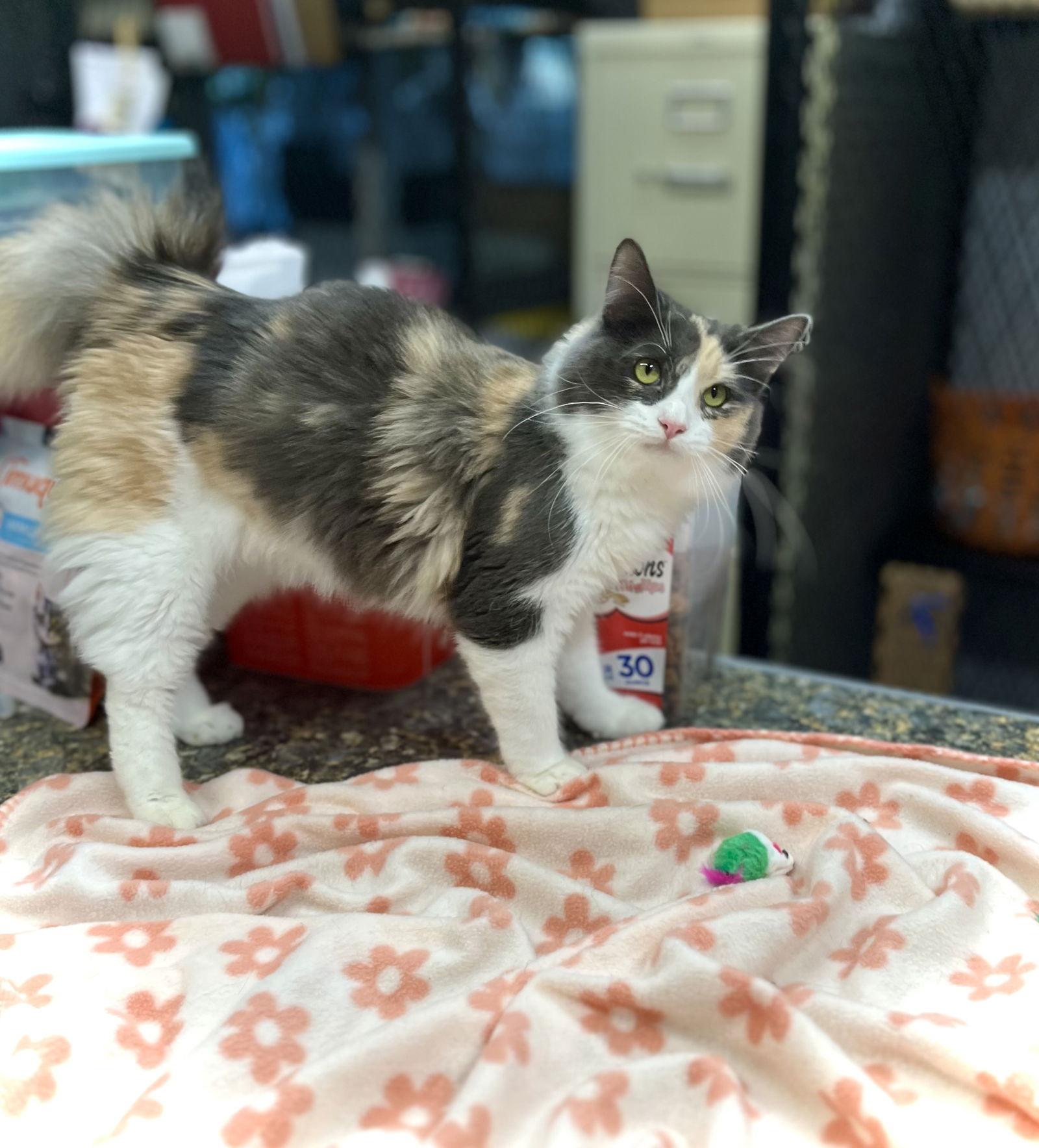 Ravyn — thumbnail 3