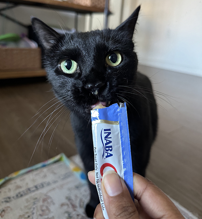 Enlarge Kin, a Adoptable Domestic Short Hair in Seattle, WA image 1/6