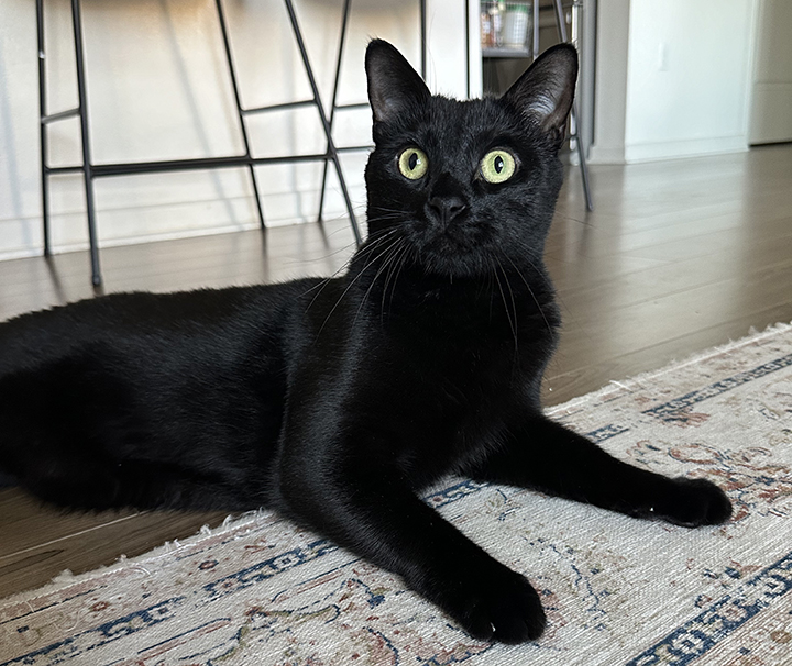 Enlarge Kin, a Adoptable Domestic Short Hair in Seattle, WA image 2/6