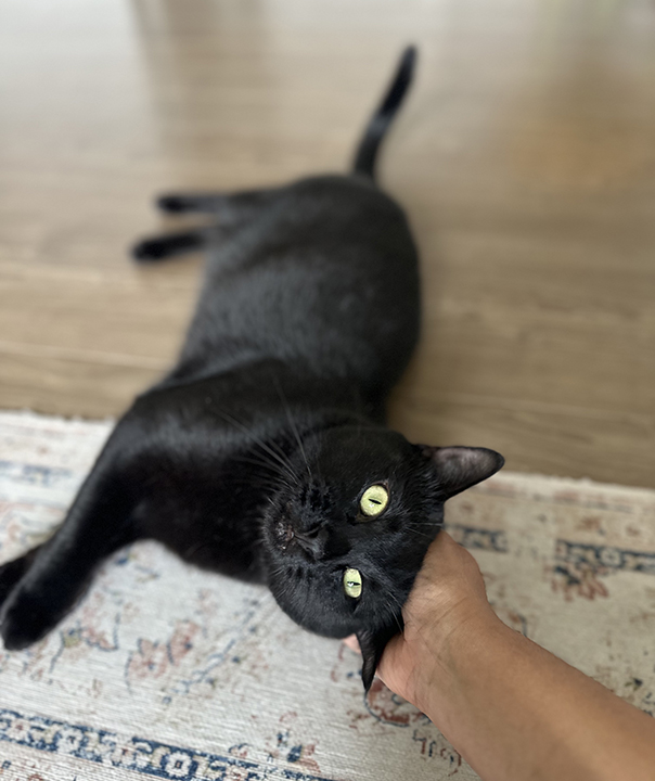 Enlarge Kin, a Adoptable Domestic Short Hair in Seattle, WA image 3/6