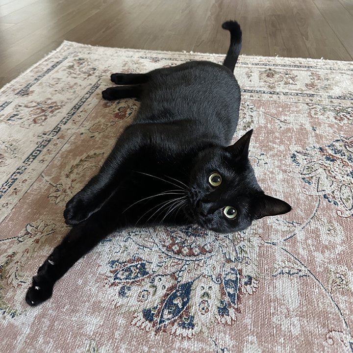 Enlarge Kin, a Adoptable Domestic Short Hair in Seattle, WA image 4/6