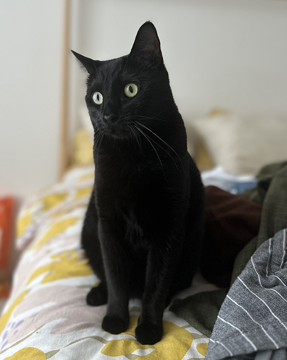 Enlarge Kin, a Adoptable Domestic Short Hair in Seattle, WA image 5/6