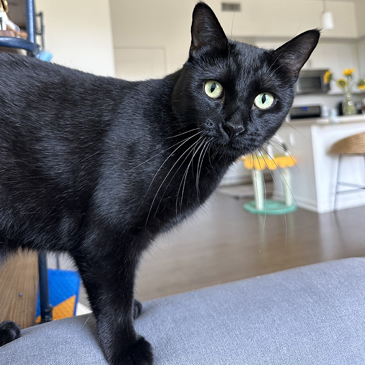 Enlarge Kin, a Adoptable Domestic Short Hair in Seattle, WA image 6/6