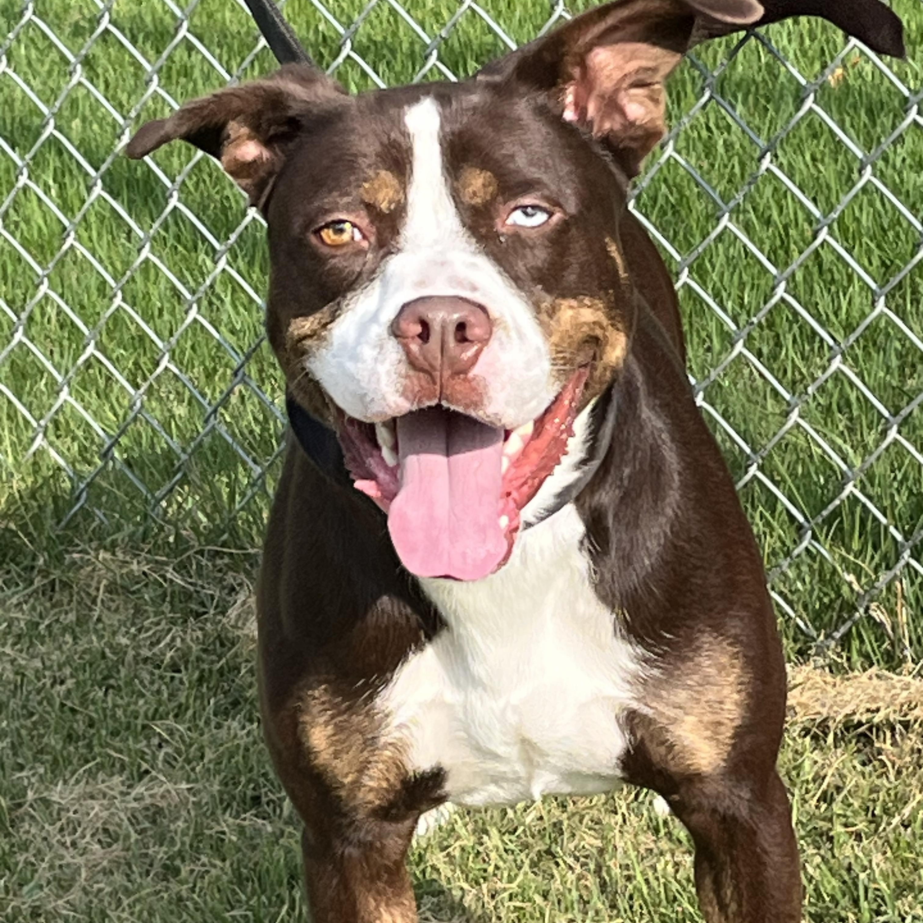Trapper, Adoptable, Young Male Boxer & Labrador Retriever.