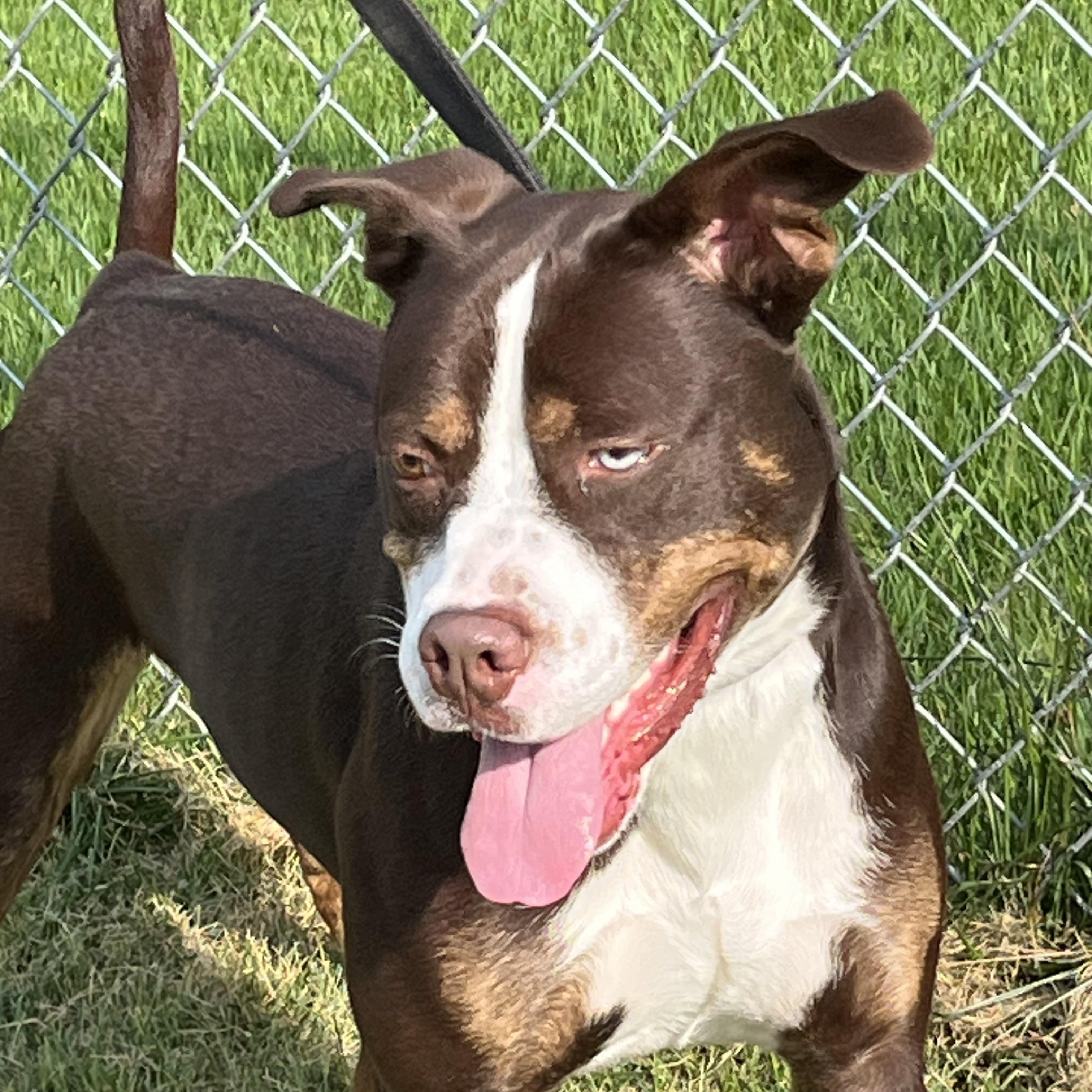 Enlarge Trapper, a Adoptable mixed breed in Norton, MA image 6/6