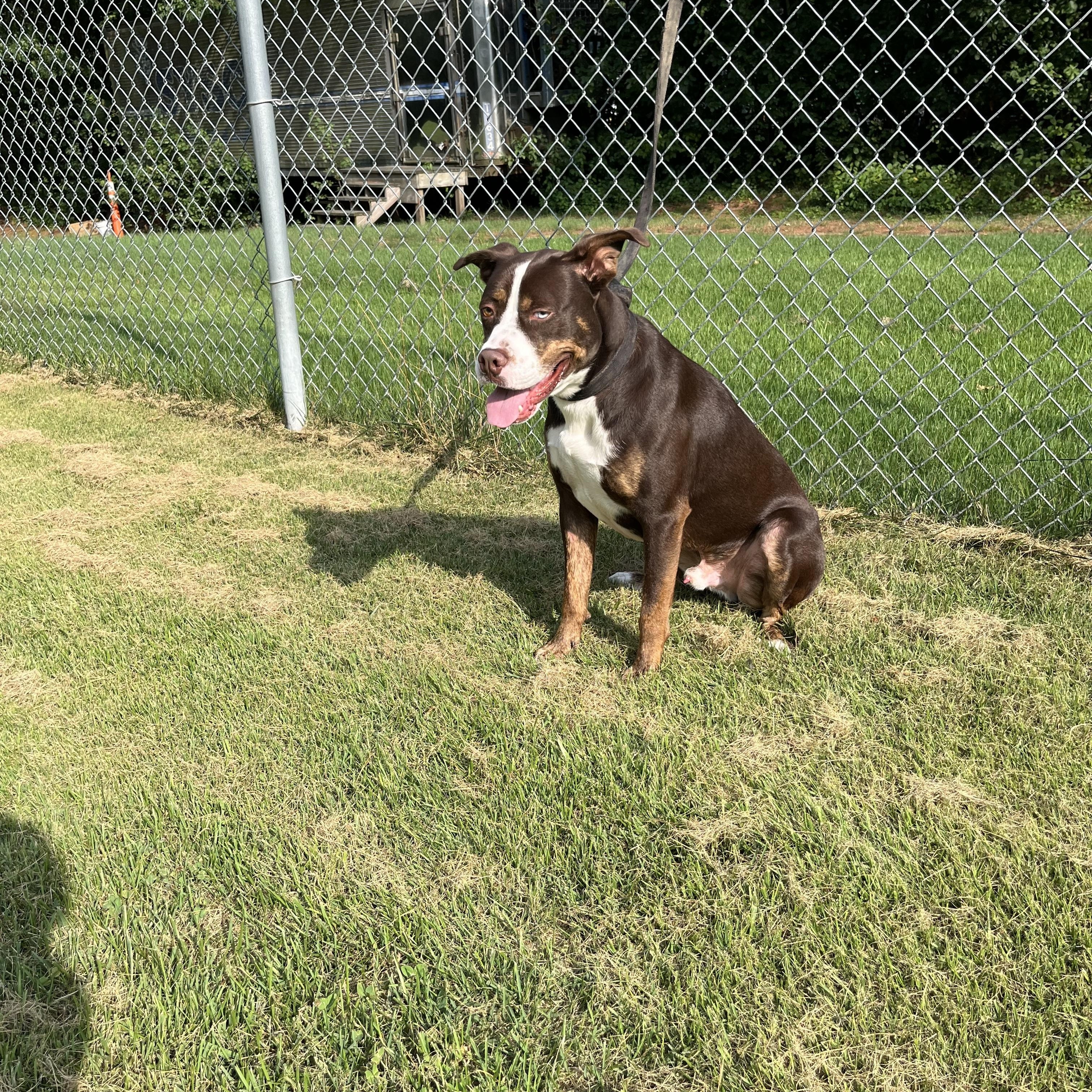 Enlarge Trapper, a Adoptable mixed breed in Norton, MA image 5/6