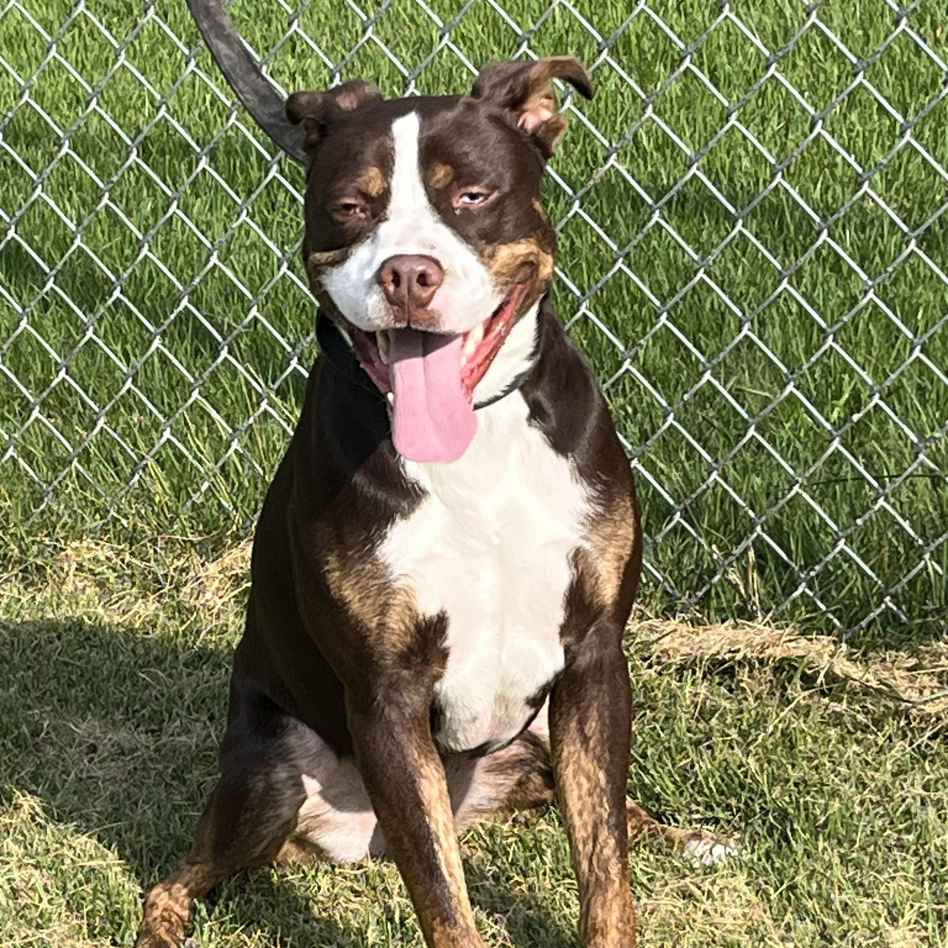 Enlarge Trapper, a Adoptable mixed breed in Norton, MA image 2/6