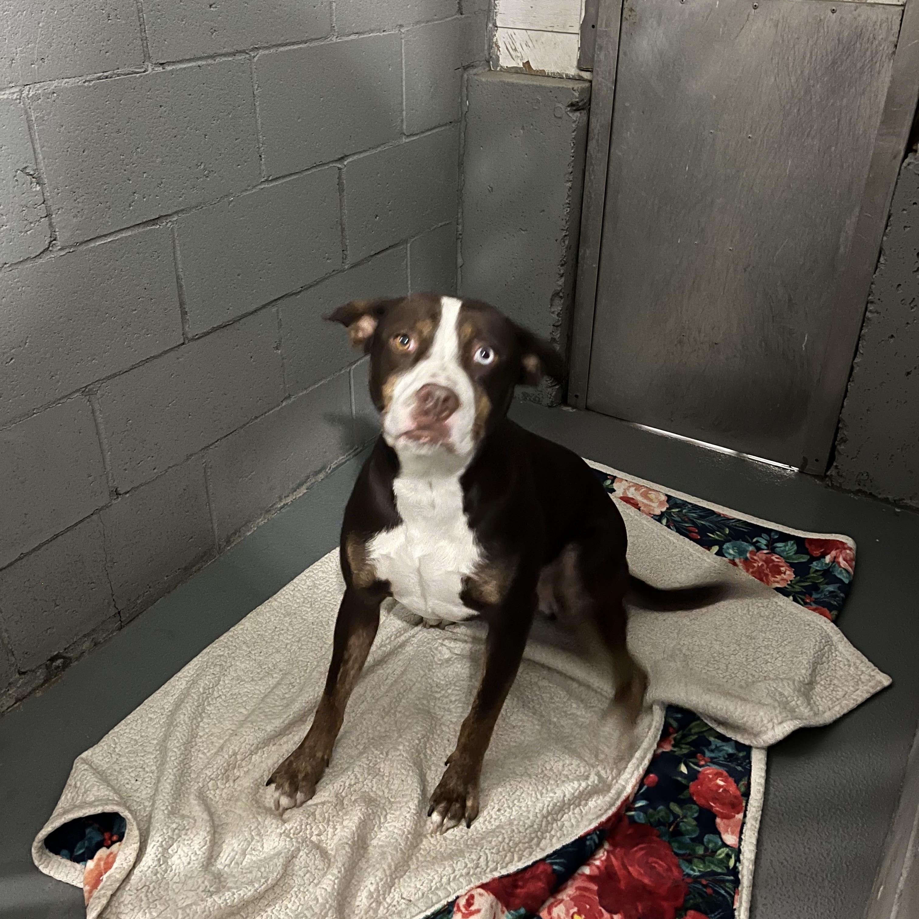 Enlarge Trapper, a Adoptable mixed breed in Norton, MA image 4/6