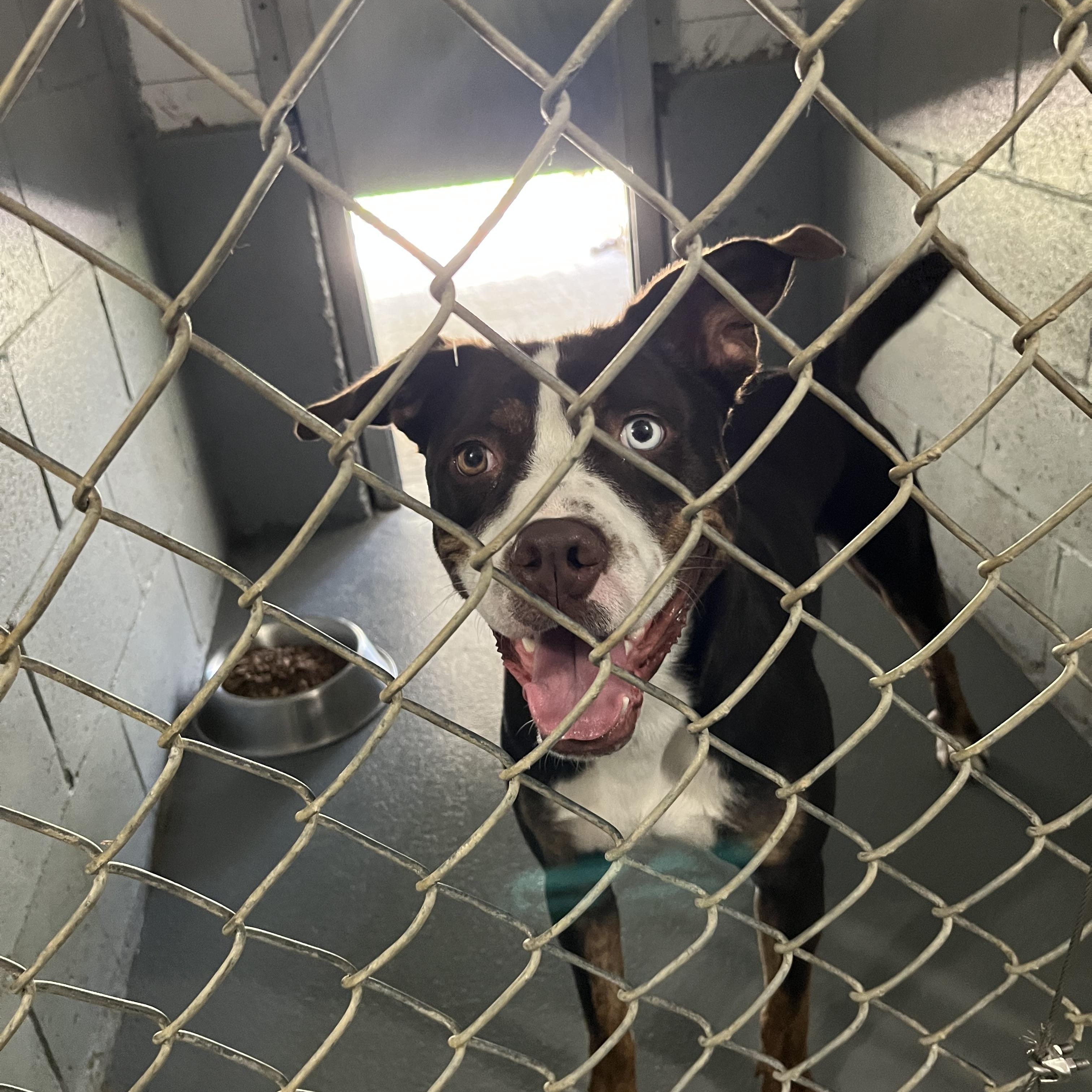 Enlarge Trapper, a Adoptable mixed breed in Norton, MA image 3/6