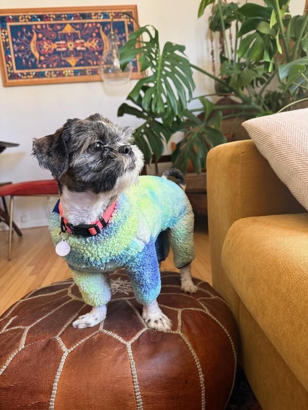 Enlarge Queen, a Adoptable Shih Tzu in Manhattan Beach, CA image 1/6