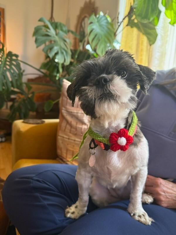 Enlarge Queen, a Adoptable Shih Tzu in Manhattan Beach, CA image 2/6