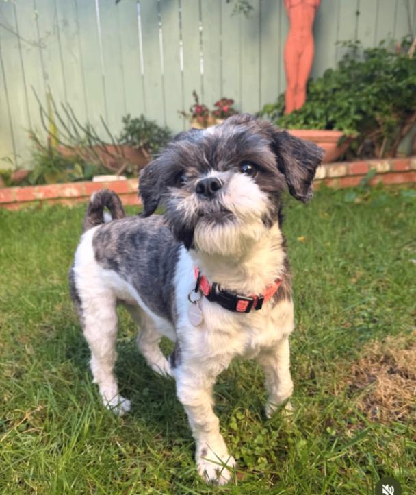 Enlarge Queen, a Adoptable Shih Tzu in Manhattan Beach, CA image 3/6
