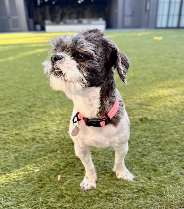 Enlarge Queen, a Adoptable Shih Tzu in Manhattan Beach, CA image 4/6