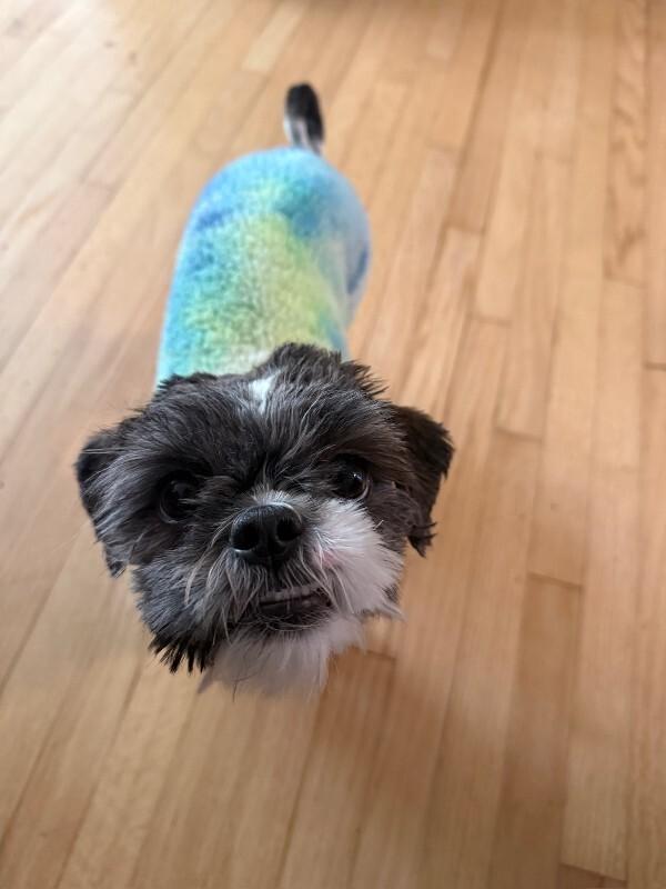 Enlarge Queen, a Adoptable Shih Tzu in Manhattan Beach, CA image 5/6