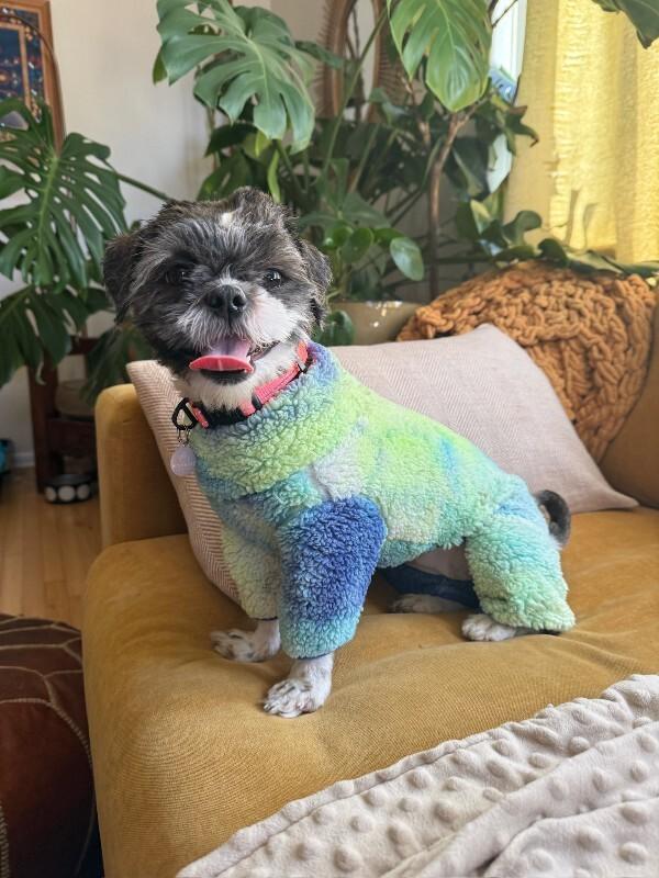 Enlarge Queen, a Adoptable Shih Tzu in Manhattan Beach, CA image 6/6