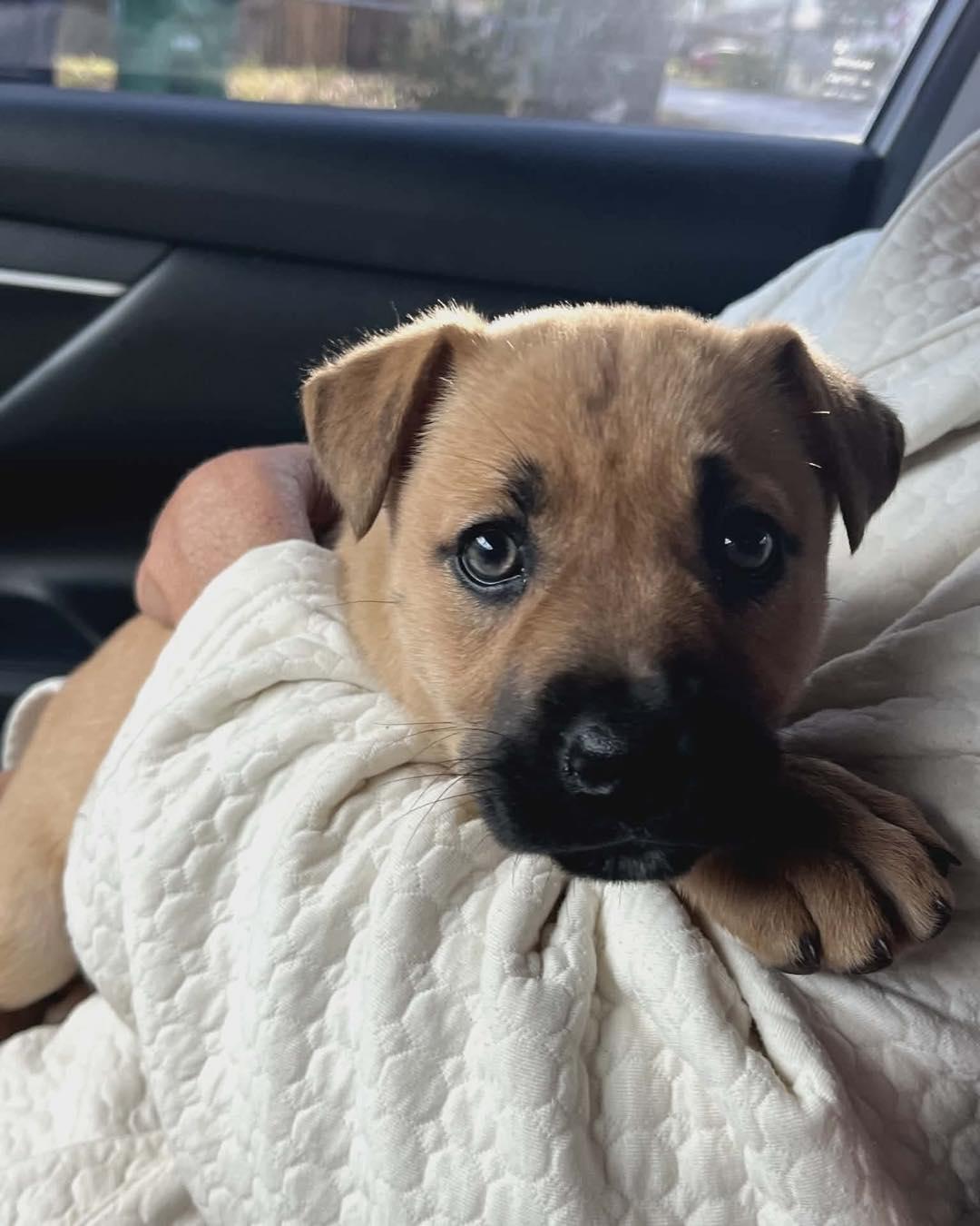 Enlarge Maye, an adopted mixed breed in Saint Petersburg, FL image 1/1